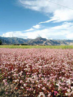 ����ʳ��������������