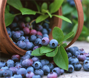 ά»¤ÑÛ¾¦½¡¿µµÄÒûʳ“¼«Æ·”