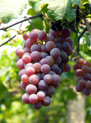 ��������Ƥ����ϸ�壬�̲�����ͷ����Ũ��