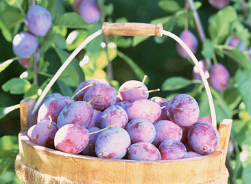 �������γ���ζˮ��