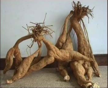 ��֥��11��Ч