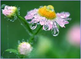 ��¶ˮ�Ĺ���