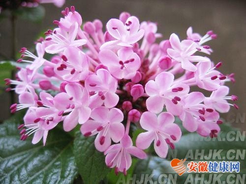 孕妇生活中应避免接触哪些花卉