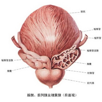 精囊腺有何作用？