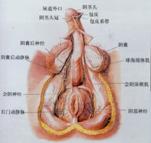 阳痿的诱因有哪些