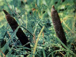 虫草炖胎盘治阳痿早泄