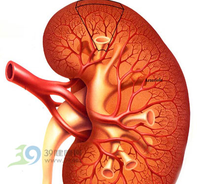 肾脏也会“闹”别扭