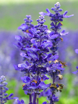 牛尔,护肤品,保养,干性肌肤,敏感肌肤,天然