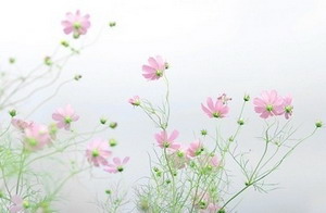 人越高大威猛容易得前列腺癌