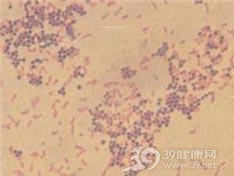 表皮葡萄球菌肺炎