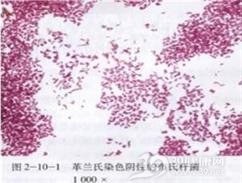 布氏菌病