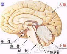痴呆综合征