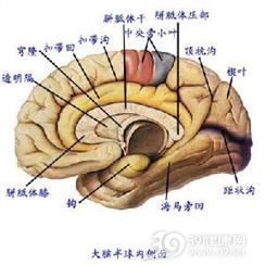 成神经细胞瘤