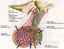 垂体前叶机能减退症