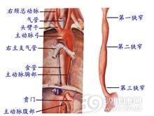 胆道张力低下综合征
