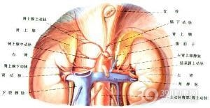多发性内分泌肿瘤综合征Ⅰ型