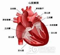 二尖瓣和主动脉瓣的疾患