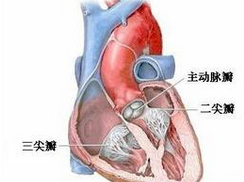二尖瓣、主动脉瓣和三尖瓣的合并疾患