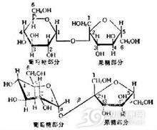 二糖酶缺乏症