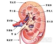 额外肾