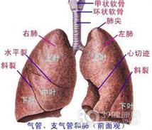 肺隔离症