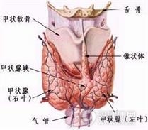 非甲状腺性的病态综合征