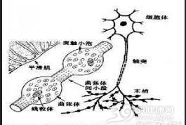反射性神经障碍症
