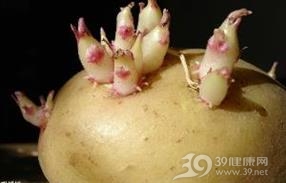 发芽马铃薯中毒
