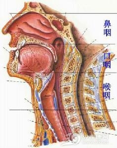 过敏性咳嗽