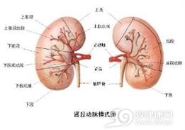 高血压肾病