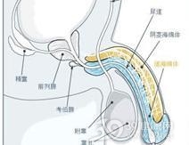 肝硬化男性性功能减弱综合征