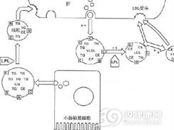 高脂蛋白血症Ⅱ型