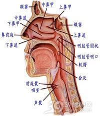 急喉风