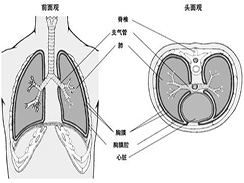 结核性胸膜炎