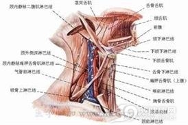 颈淋巴结炎