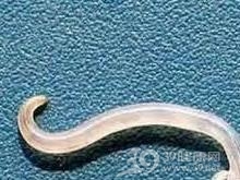 寄生虫病