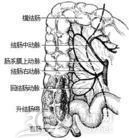 急性肠系膜淋巴结炎