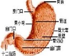 急性单纯性胃炎