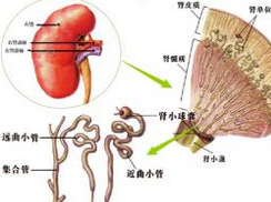 急性肾炎