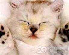 猫抓病