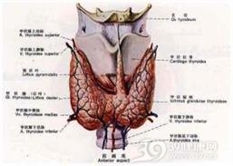 内分泌性肌病