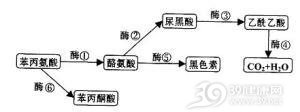 尿黑酸尿与褐黄病