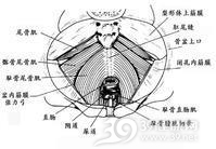 盆底痉挛综合症