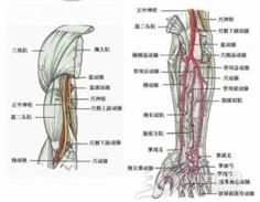 前臂动脉损伤