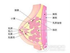 乳发