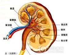 肾动脉粥样栓塞