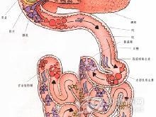 十二指肠壅积症