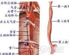 食管过短