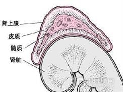 肾上腺皮质功能减退症