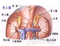 肾上腺性征异常症
